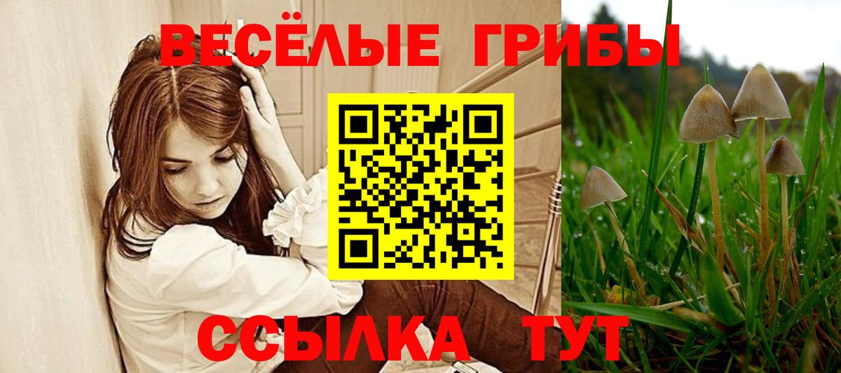 Псилоцибиновые грибы Psilocybe Североуральск